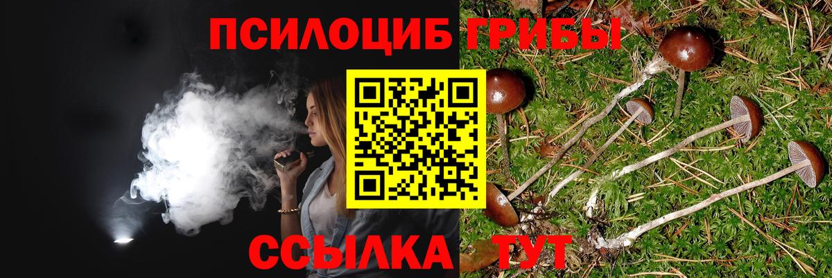 Тосно  Галлюциногенные грибы прущие грибы  Вход с VPN 